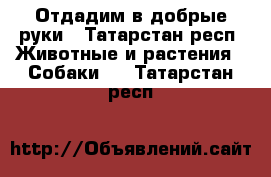 Отдадим в добрые руки - Татарстан респ. Животные и растения » Собаки   . Татарстан респ.
